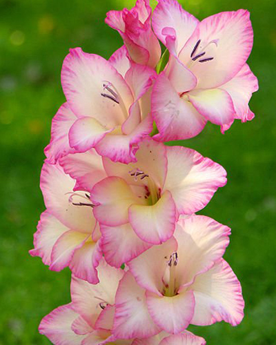 GLADIOLUS PRISCILLA 100 kusov